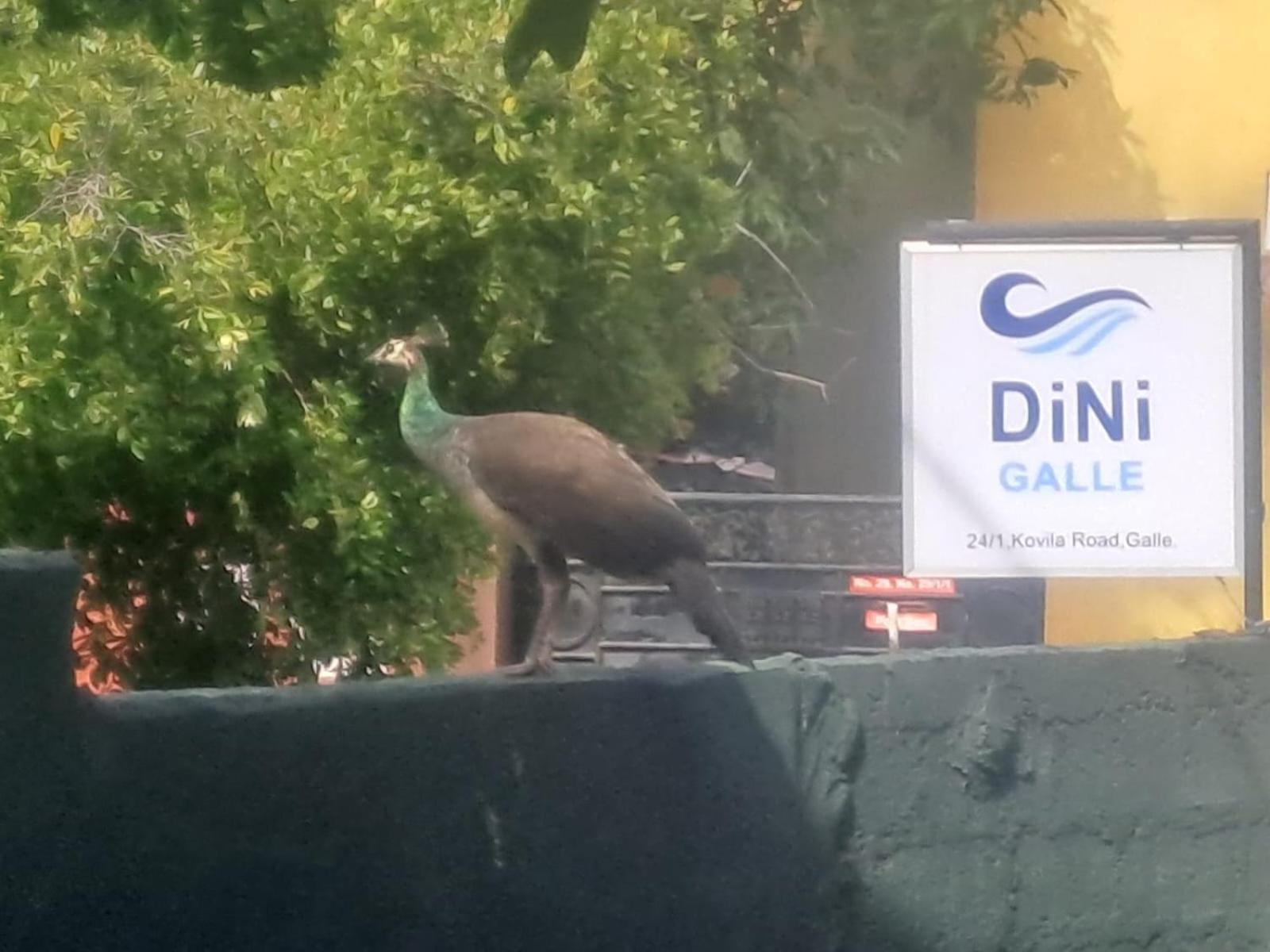 Dini กอลล์ ภายนอก รูปภาพ